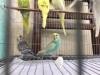 Budgerigar